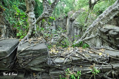 vines cover everything - Beng Malea site - Angkor