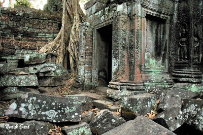 stones, lichen,  roots, carvings and color