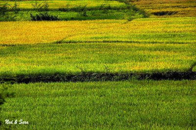 dry rice field