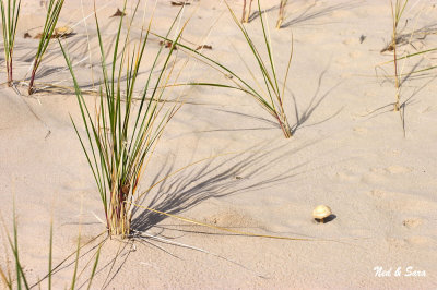 dune grass