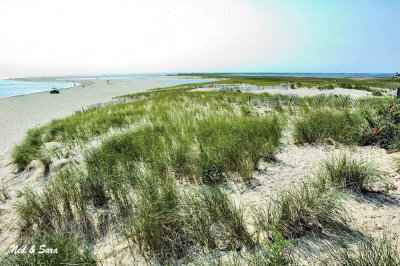 dune grass