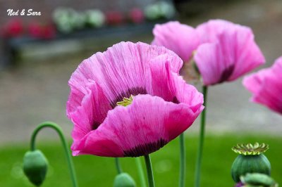 pink poppy