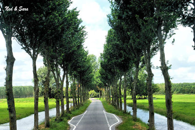 tree lined road  in the Zaanse Schans