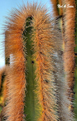 bearded cactus