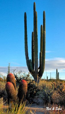 red barrels and a  large cardon cactus