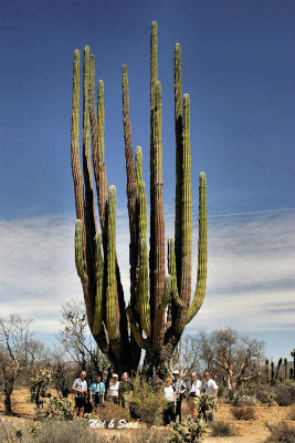 the largest  cardon cactus in Baja?