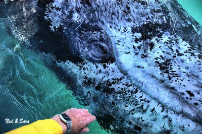 Ned reaches for  this friendly denizen of the deep