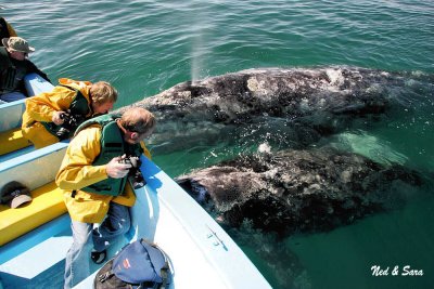 Ned & Sara and mother gray whale and her calf