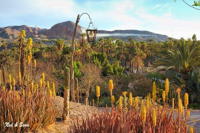 palm grove at  Mulege