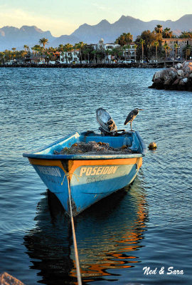 Loreto harbor heron