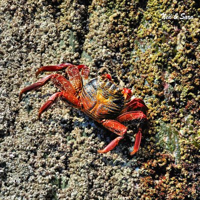 Sally Lightfoot  crab