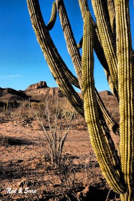 cactus view