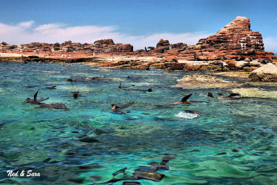 frolicking sea  lions