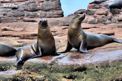 a pair of  stellar sea lions