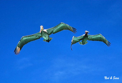 pelican wings  reflect the green water