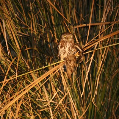 Pearl-spotted owlet kills a quelea (small bird)