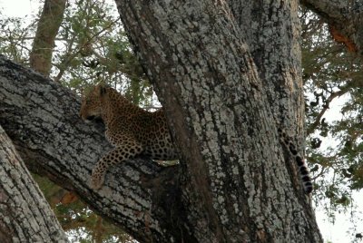 Leopard in crook of tree: hard to spot!