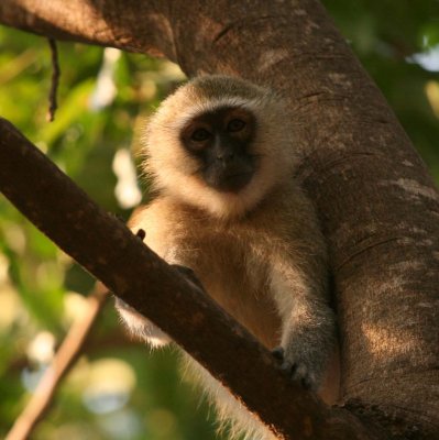 Vervet monkey