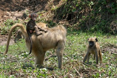 Baboon riding horsey style