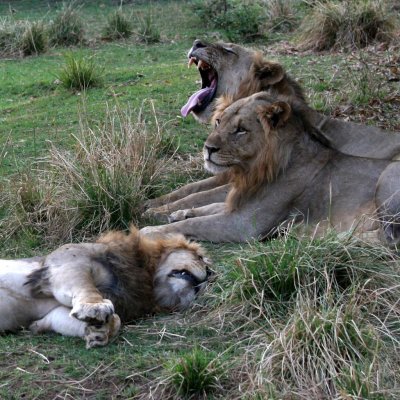 3 lions relaxing