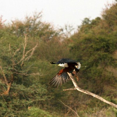 Fish eagle with catfish in claws