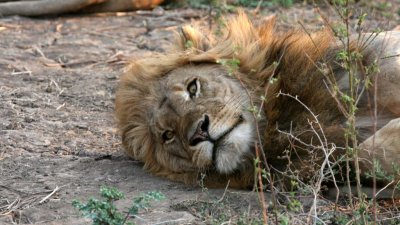 Lion resting