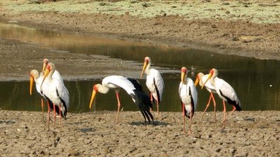 Yellow-billed storks in the morning light