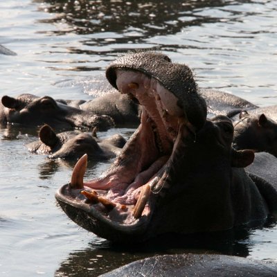 Large hippo yawn!