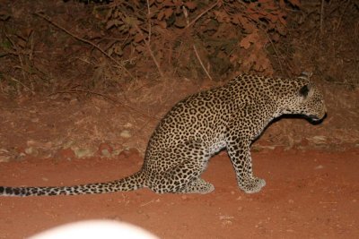 A leopard stalks a bush hair