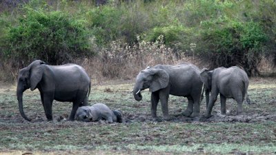 Elephants wallowing