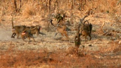 Baboons chase the leopard who killed (and then dropped) the baby puku