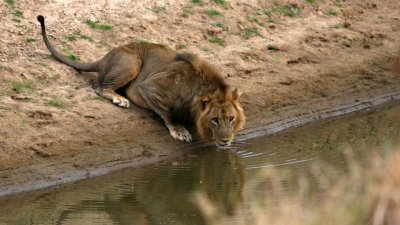 The lion takes a drink