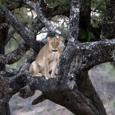 Our first lion in a tree!
