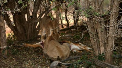 The lioness jumps out of the tree to join another in the mother puku kill