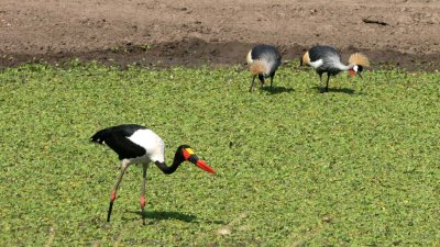 Saddle bill stork and crowned cranes on our drive to Nsefu