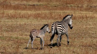 Mother and child zebra