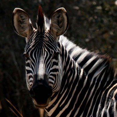 A gorgeous zebra face