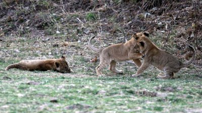 Cubs play with each other