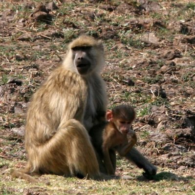 Baboon mom and baby