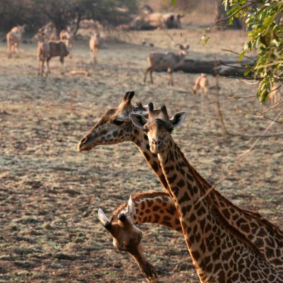 Giraffe with kudu in background