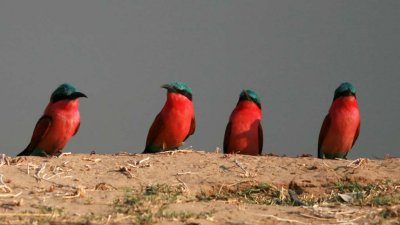 Carmine bee-eaters