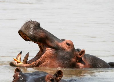 Hippo from the hippo blind at Kaingo