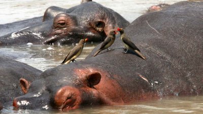 Chattering oxpeckers on hippos