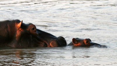 Hippo mom and baby!