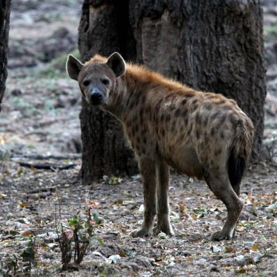 Hyena in the forest