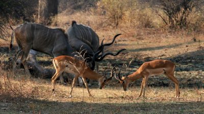 Jostling impala AND kudu