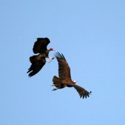 Jostling vultures