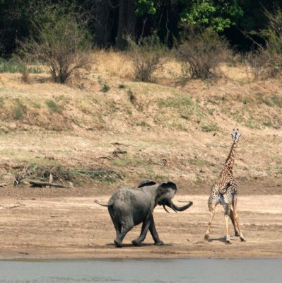 The matriarch chases away a giraffe