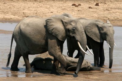 Older females ignore the young one flopped in the mud