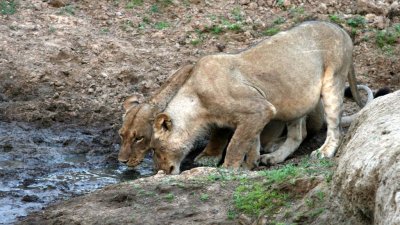 Later, the hippo left so lionesses could drink